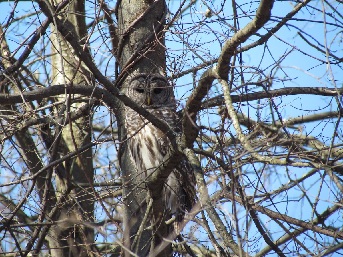 Barred Owl - ML639257933