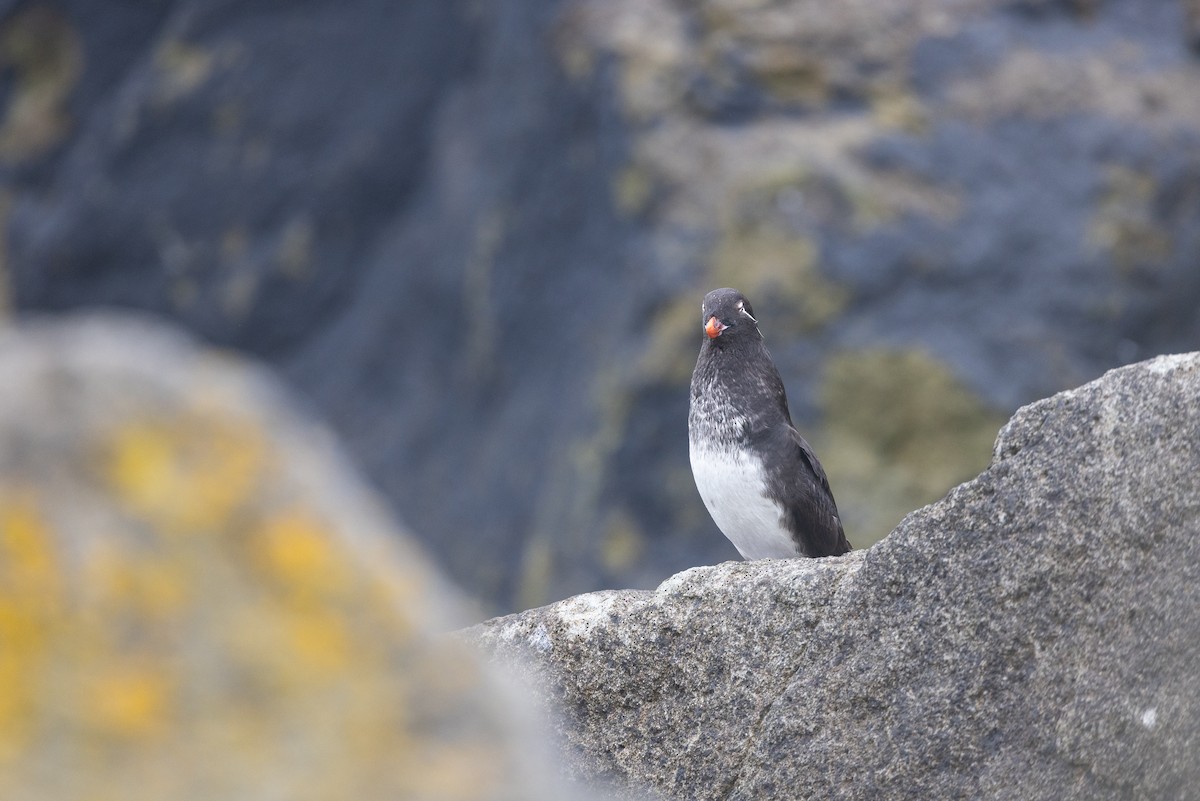 alkounek papouščí - ML639257940