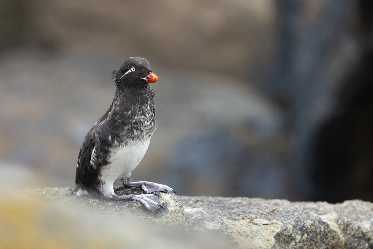 alkounek papouščí - ML639257941