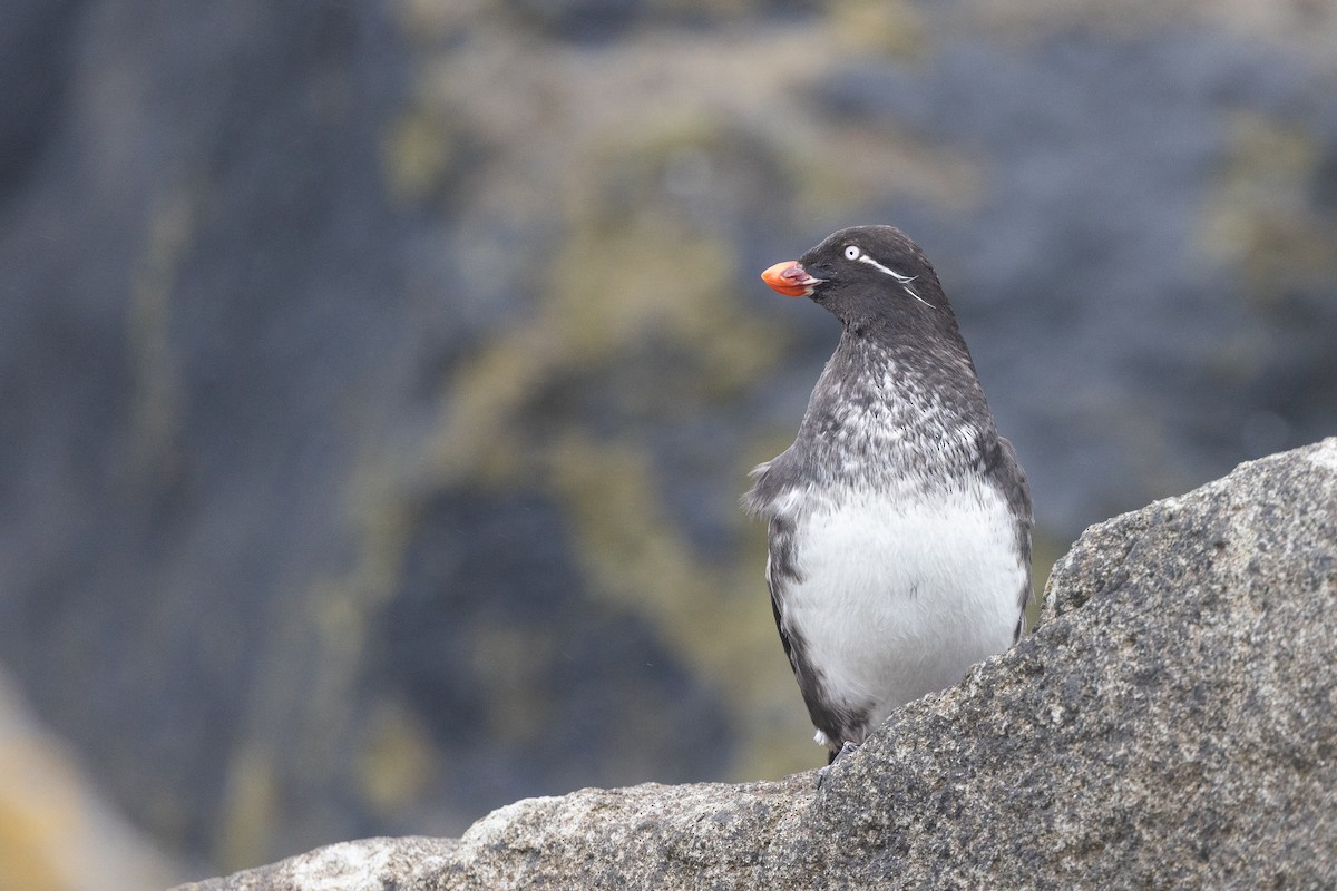 alkounek papouščí - ML639257942