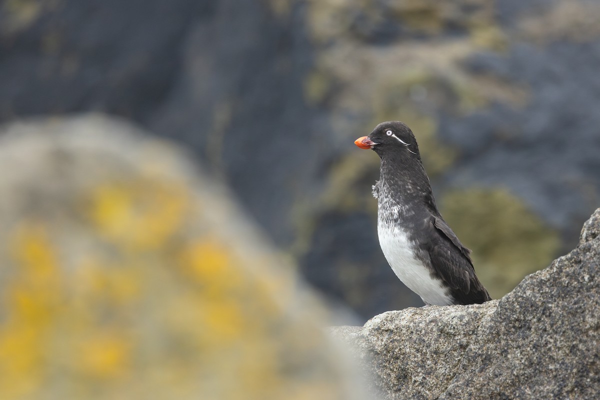 alkounek papouščí - ML639257944