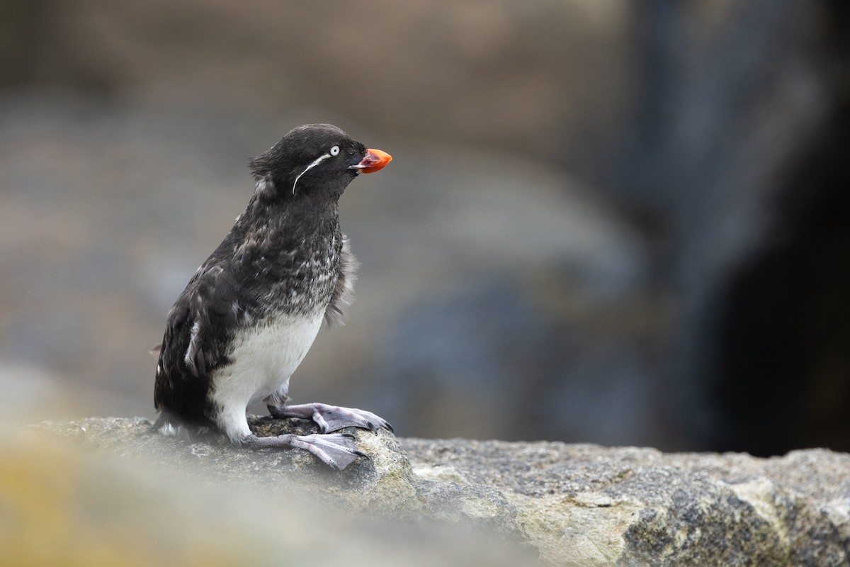 alkounek papouščí - ML639257945