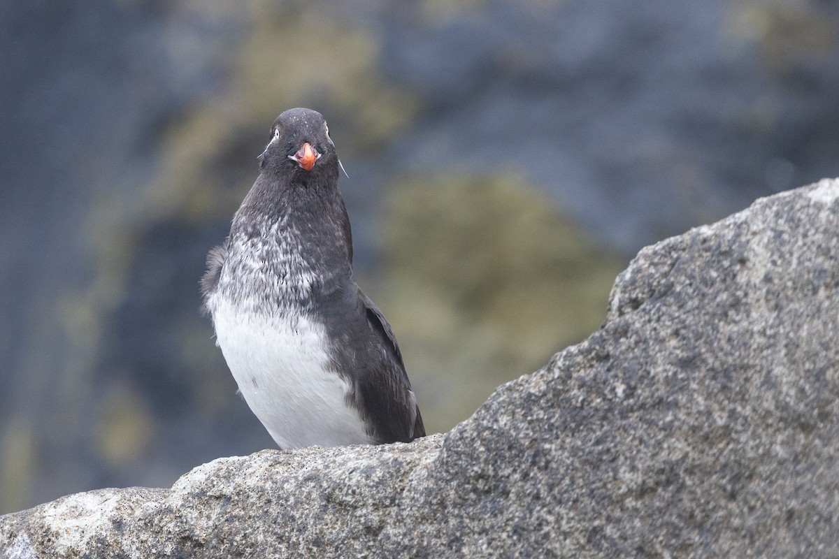 alkounek papouščí - ML639257946