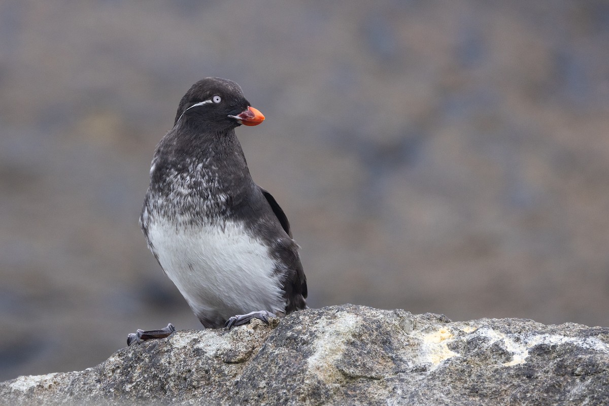 alkounek papouščí - ML639257947