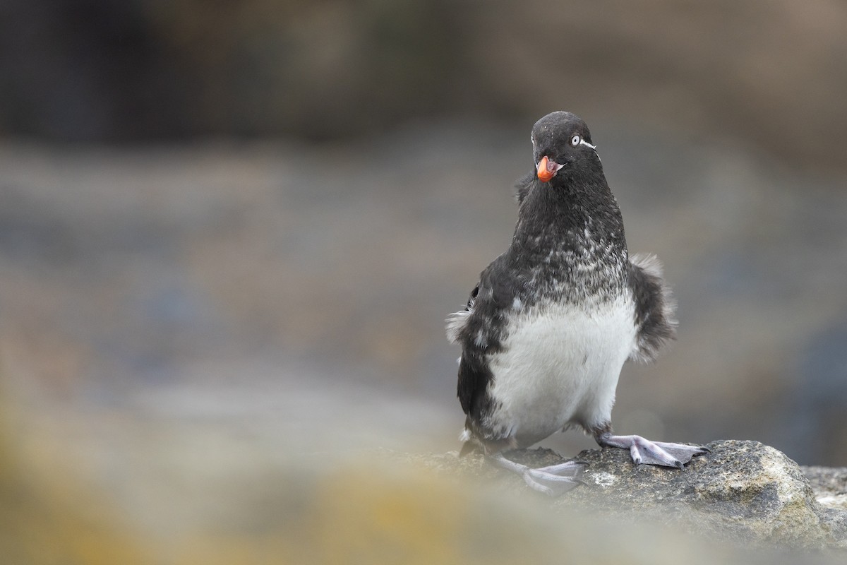 alkounek papouščí - ML639257948