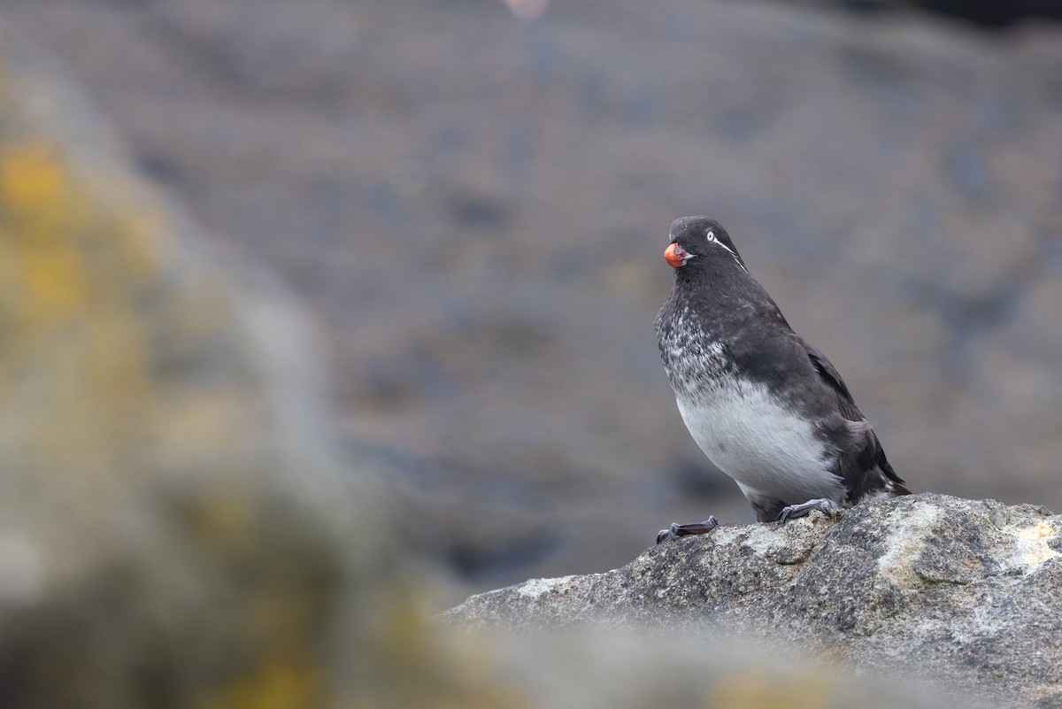 alkounek papouščí - ML639257949