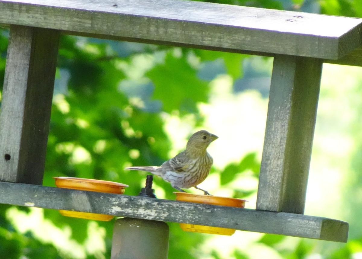 House Finch - ML639257982