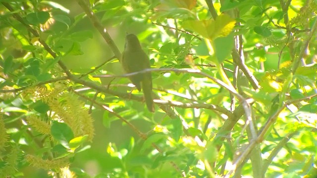 Common Yellowthroat - ML639257988