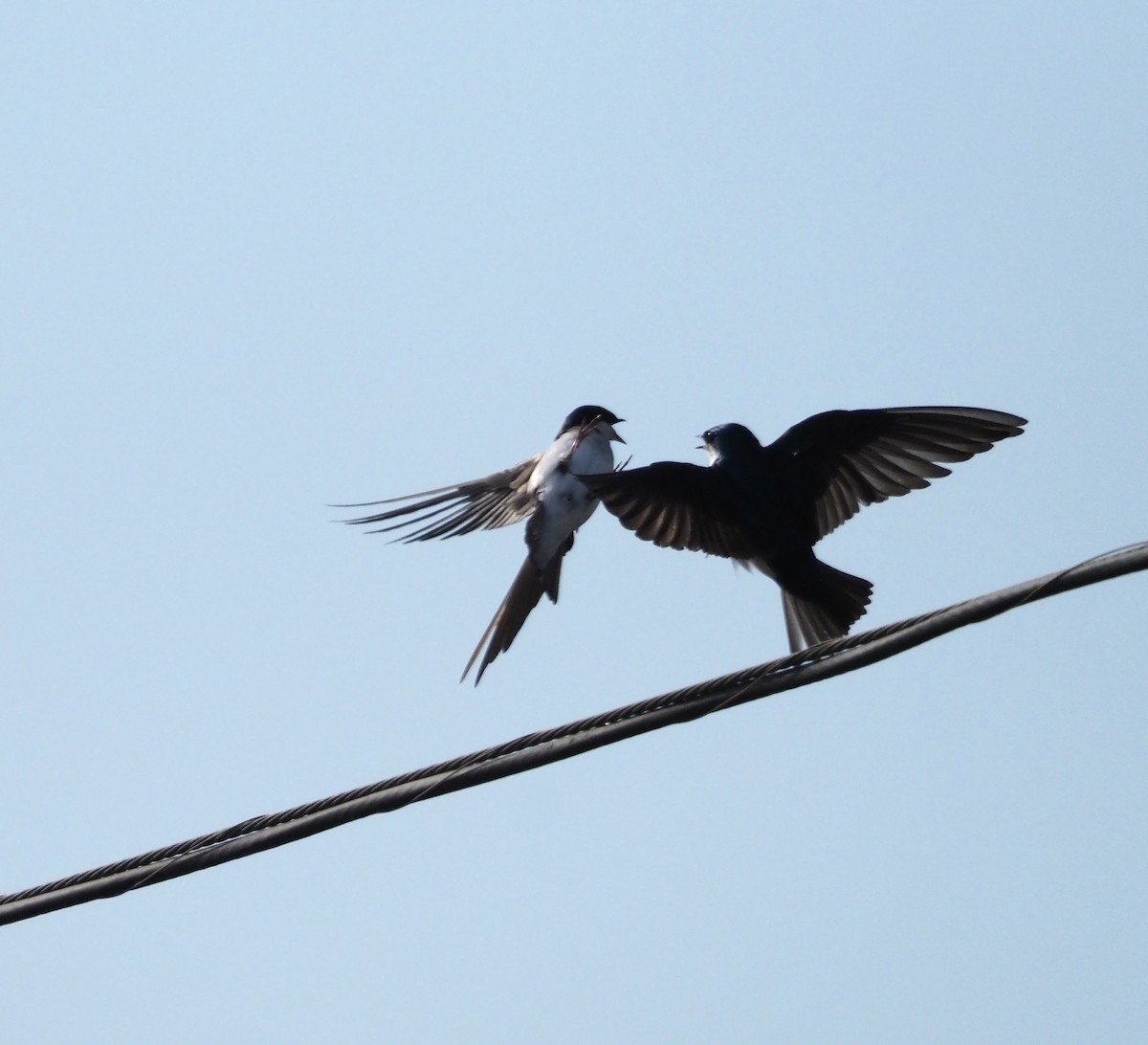 Tree Swallow - ML639258001