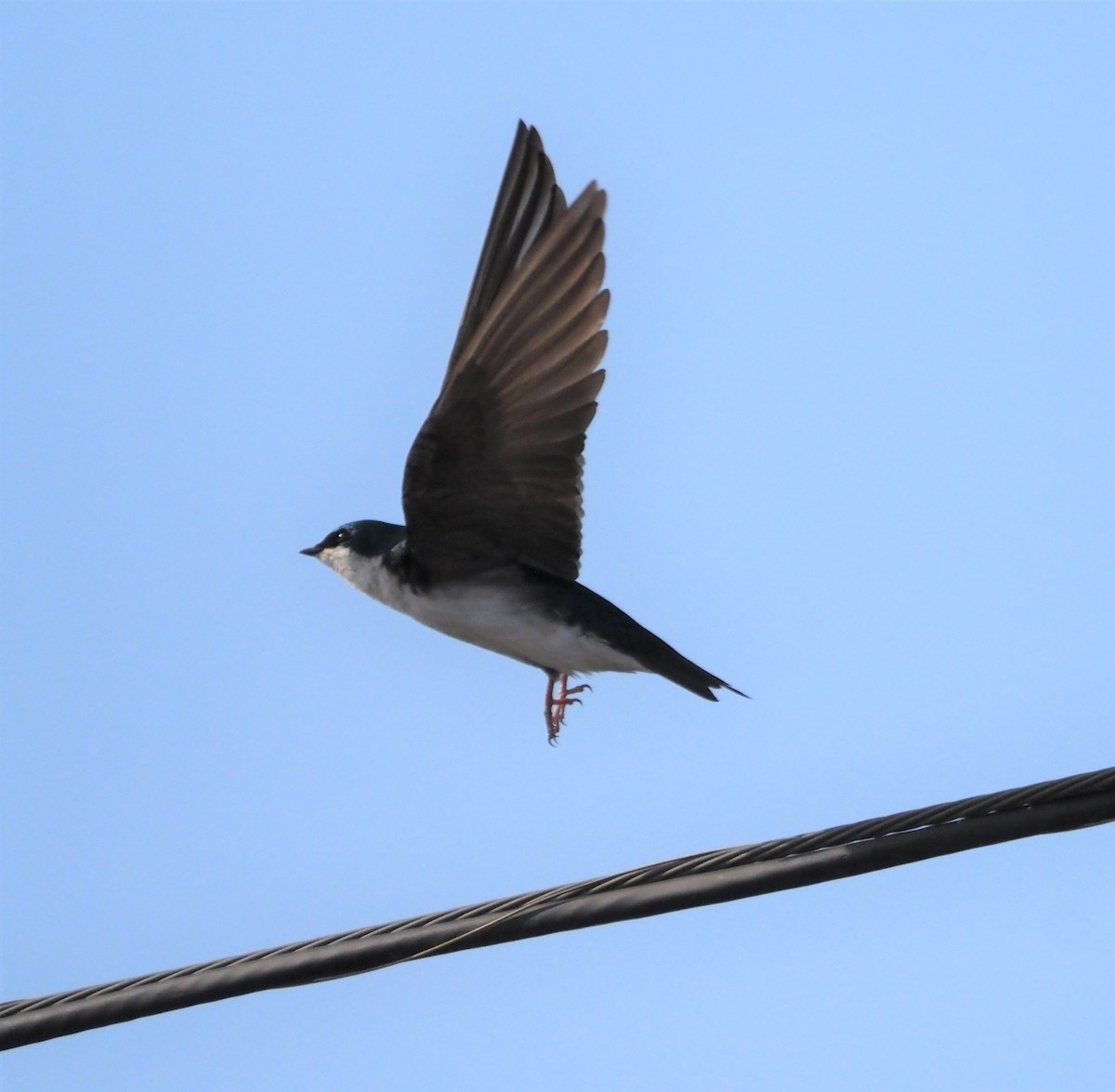 Tree Swallow - ML639258004
