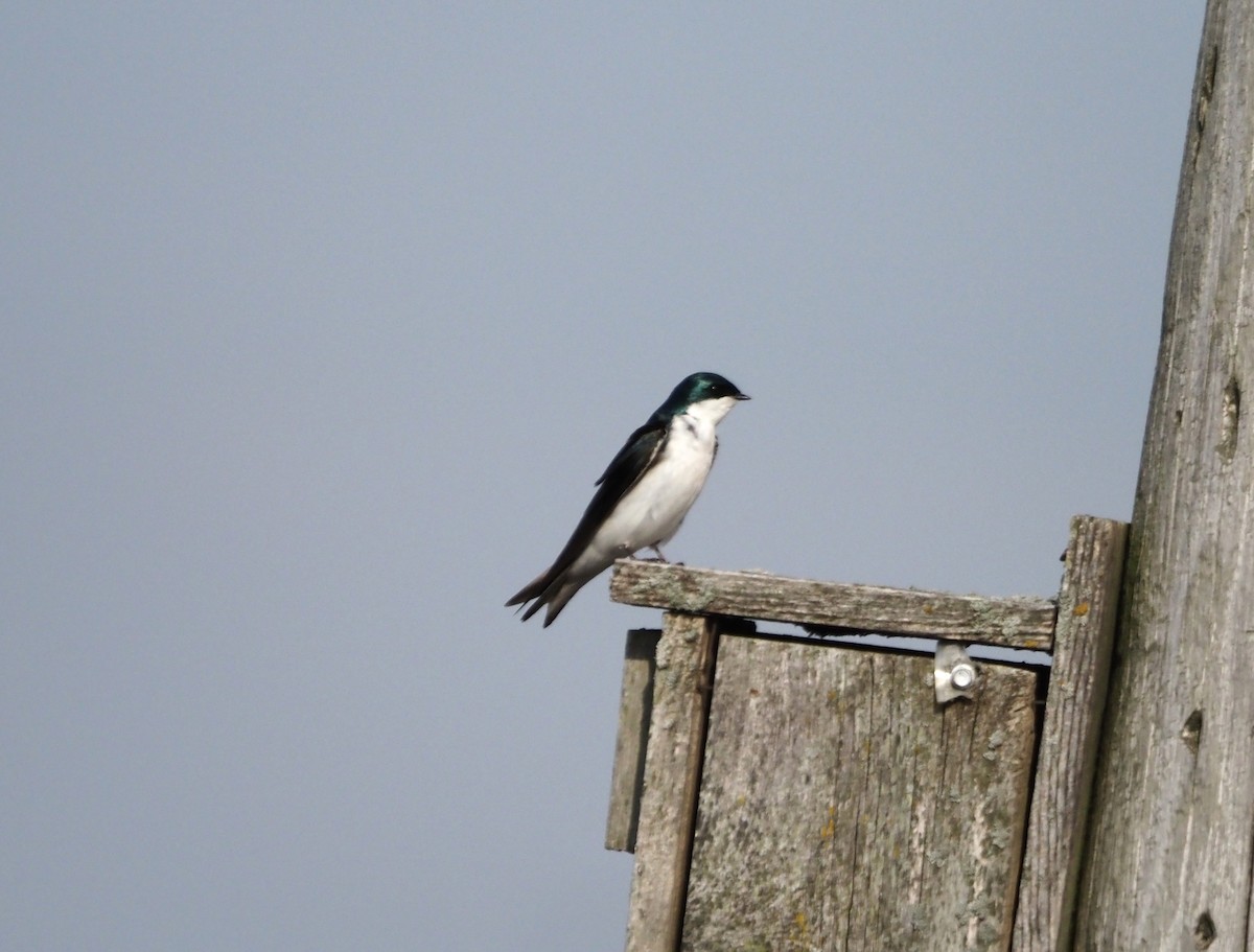 Tree Swallow - ML639258005