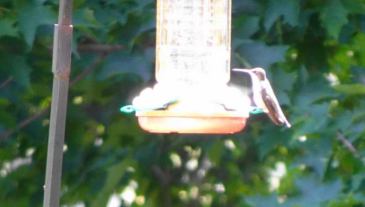 Ruby-throated Hummingbird - ML639258180