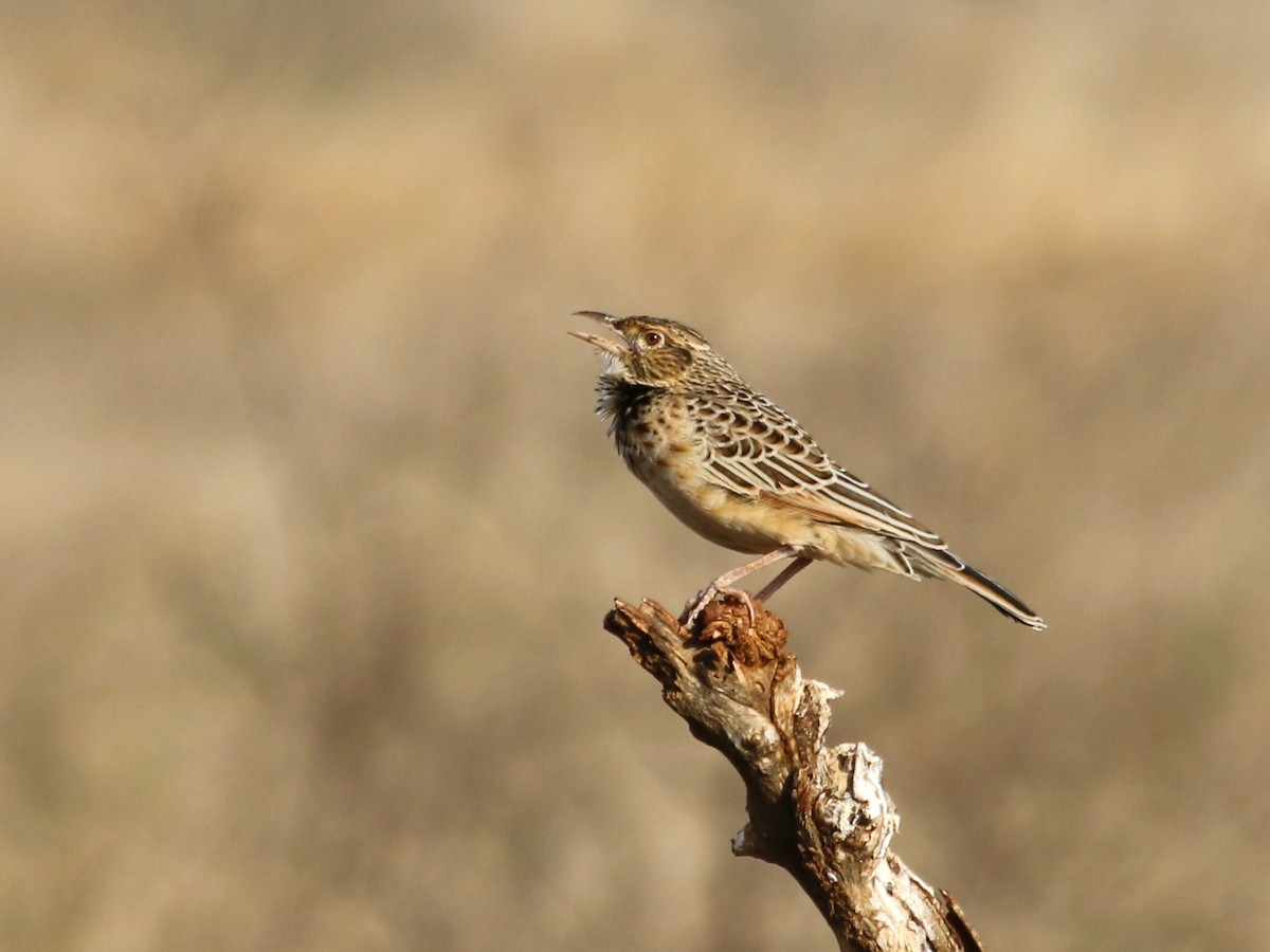 Red-winged Lark - ML639258243