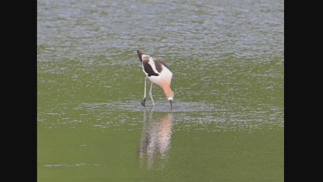 American Avocet - ML639258256