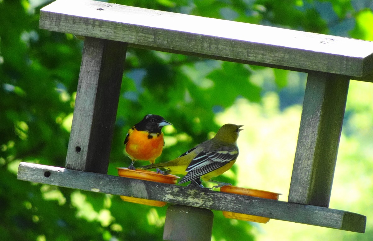 Baltimore Oriole - ML639258345