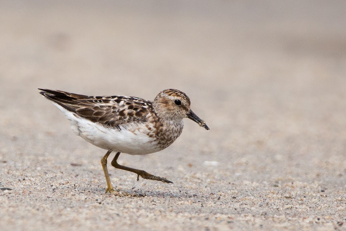 Least Sandpiper - ML639258350