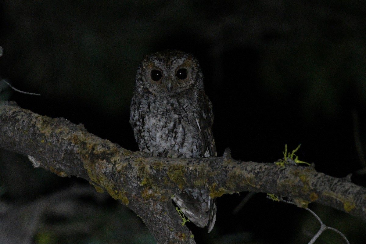 Autillo Flamulado - ML639258358