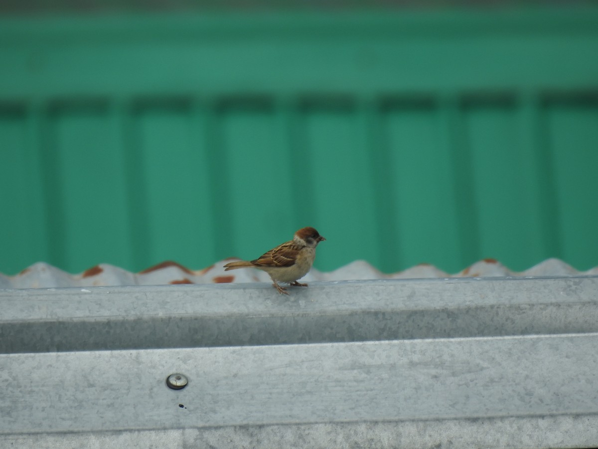 Eurasian Tree Sparrow - ML639258423