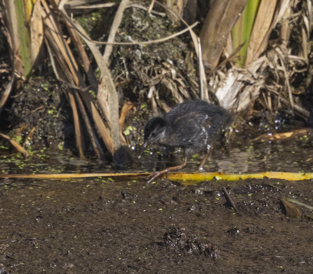 Virginia Rail - ML639258438