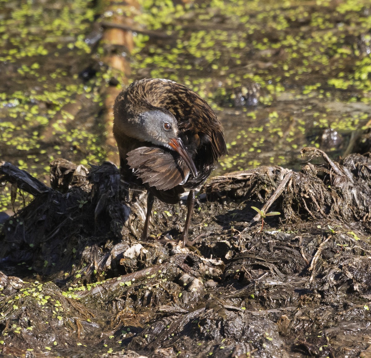Virginia Rail - ML639258439