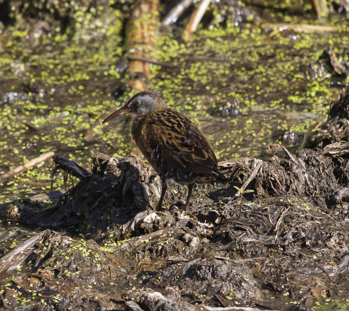 Virginia Rail - ML639258440