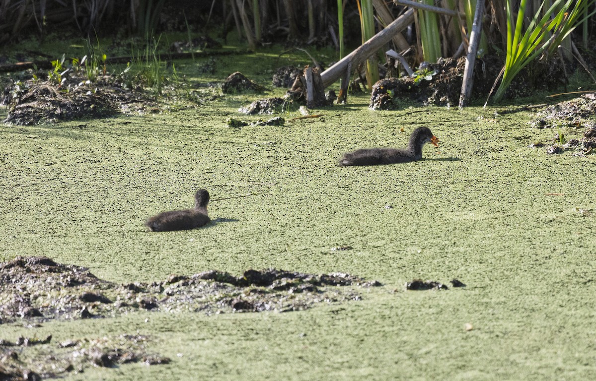 Common Gallinule - ML639258456