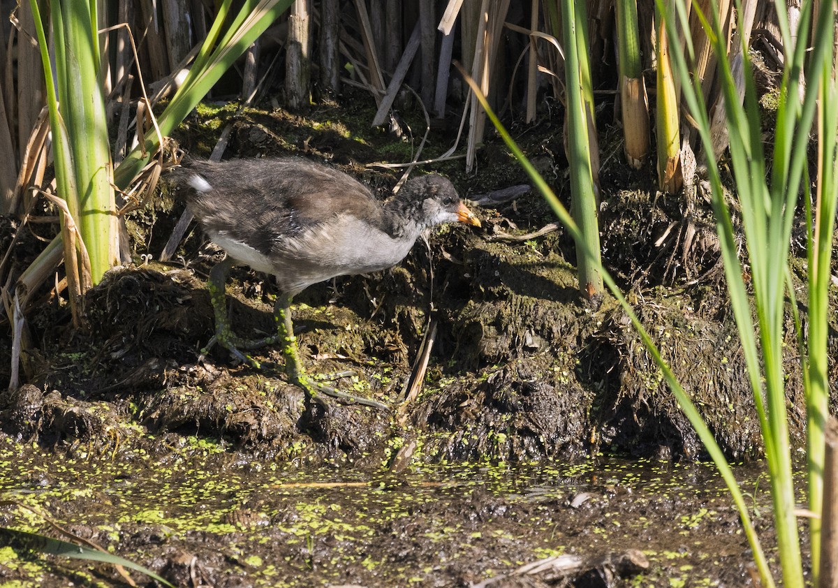 Common Gallinule - ML639258457