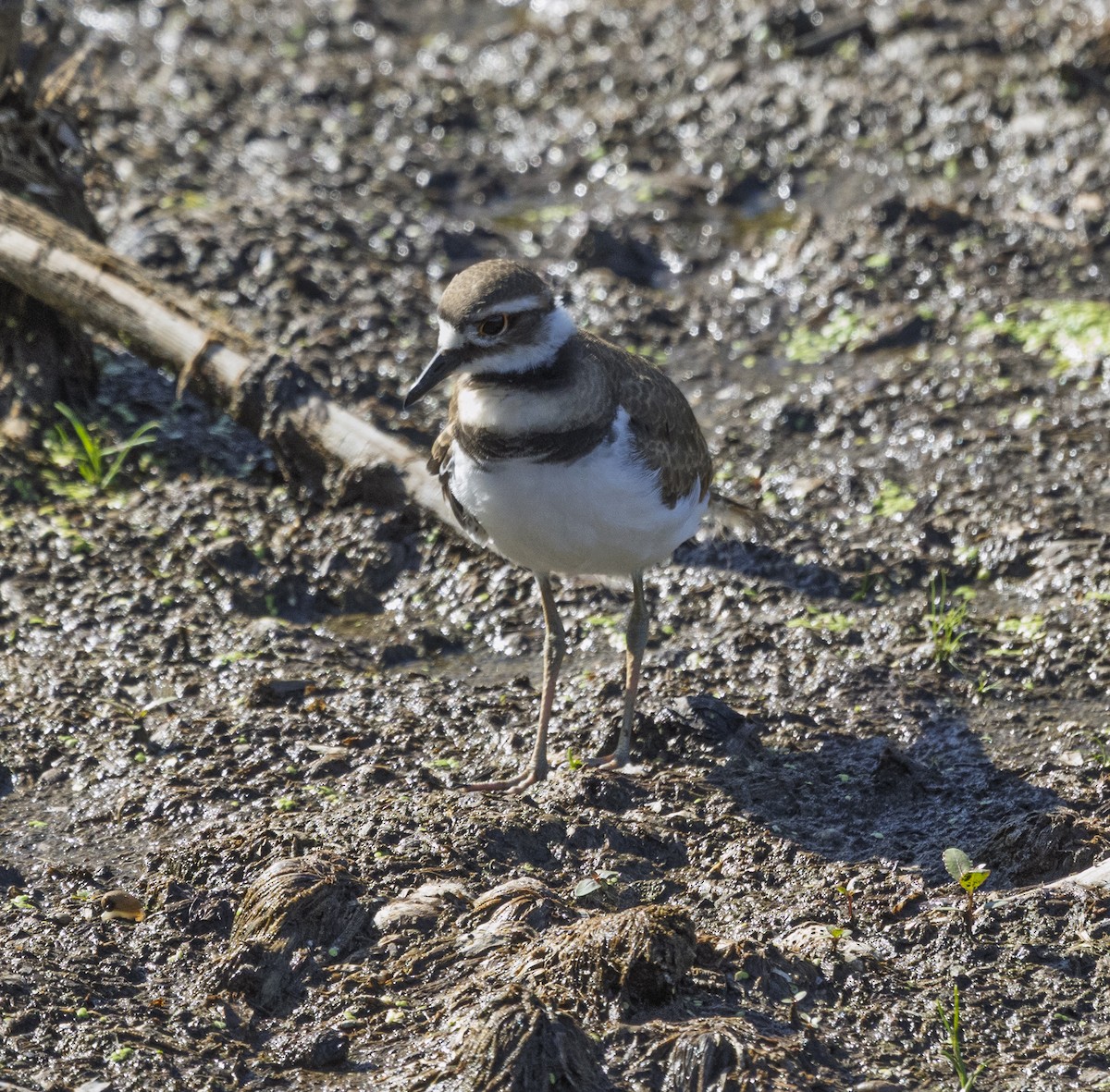 Killdeer - ML639258476