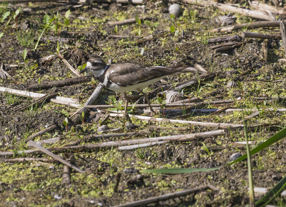 Killdeer - ML639258477