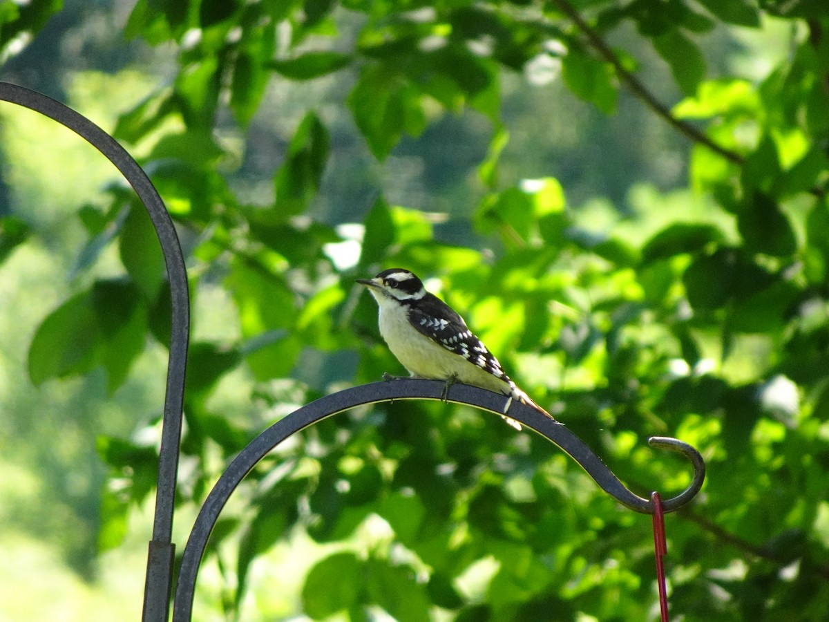 Downy Woodpecker - ML639258494