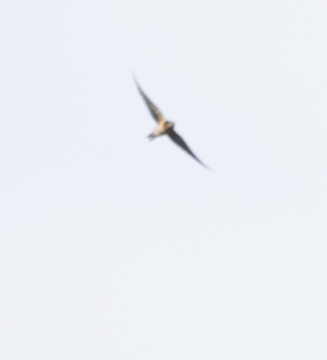Northern Harrier - ML639258495