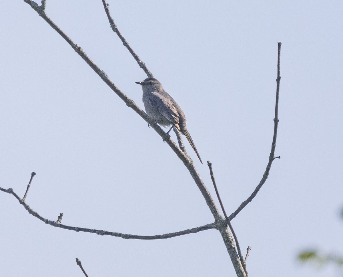 Gray Catbird - ML639258504