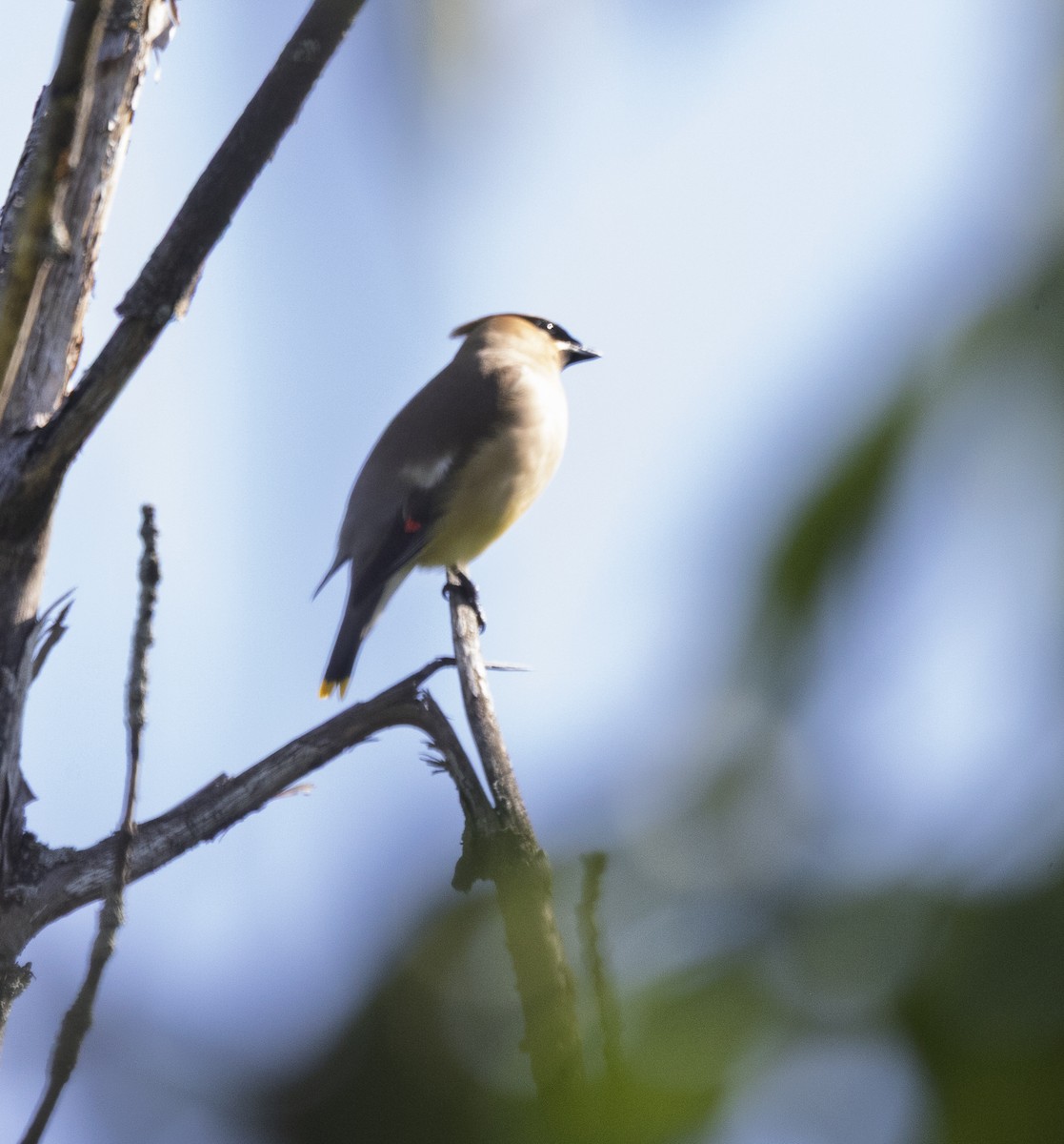 Cedar Waxwing - ML639258509