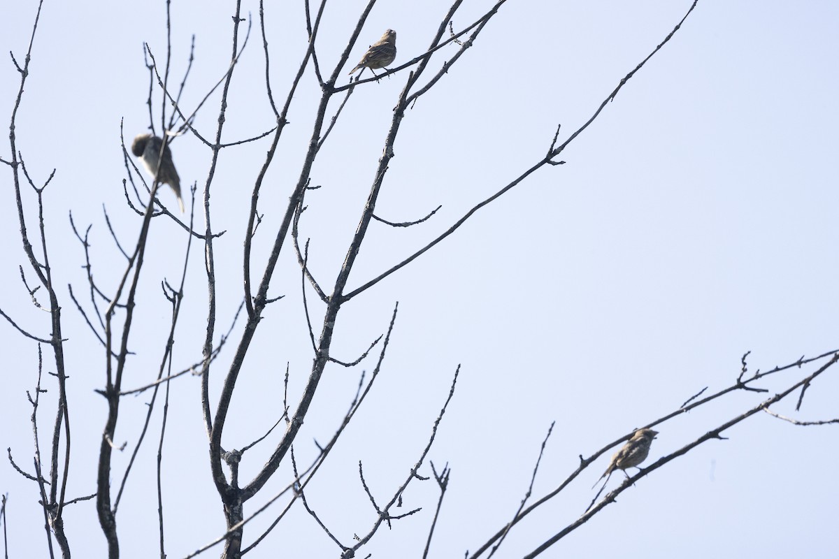 House Finch - ML639258516