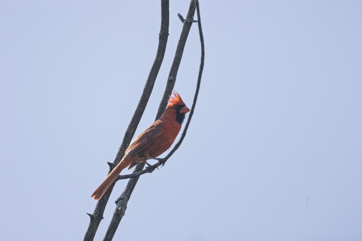 Northern Cardinal - ML639258526