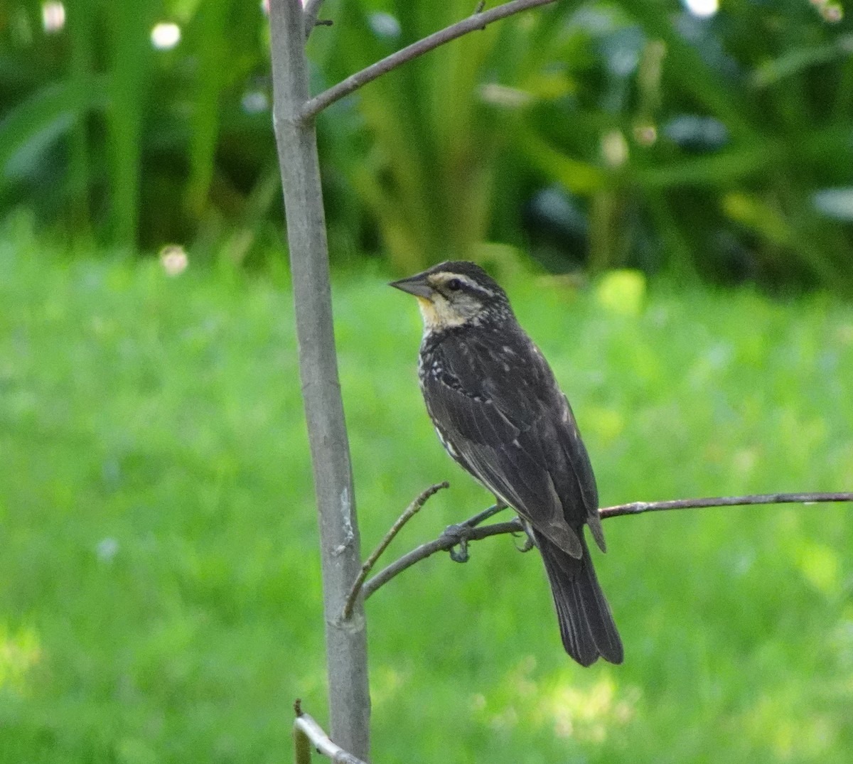 Red-winged Blackbird - ML639258591