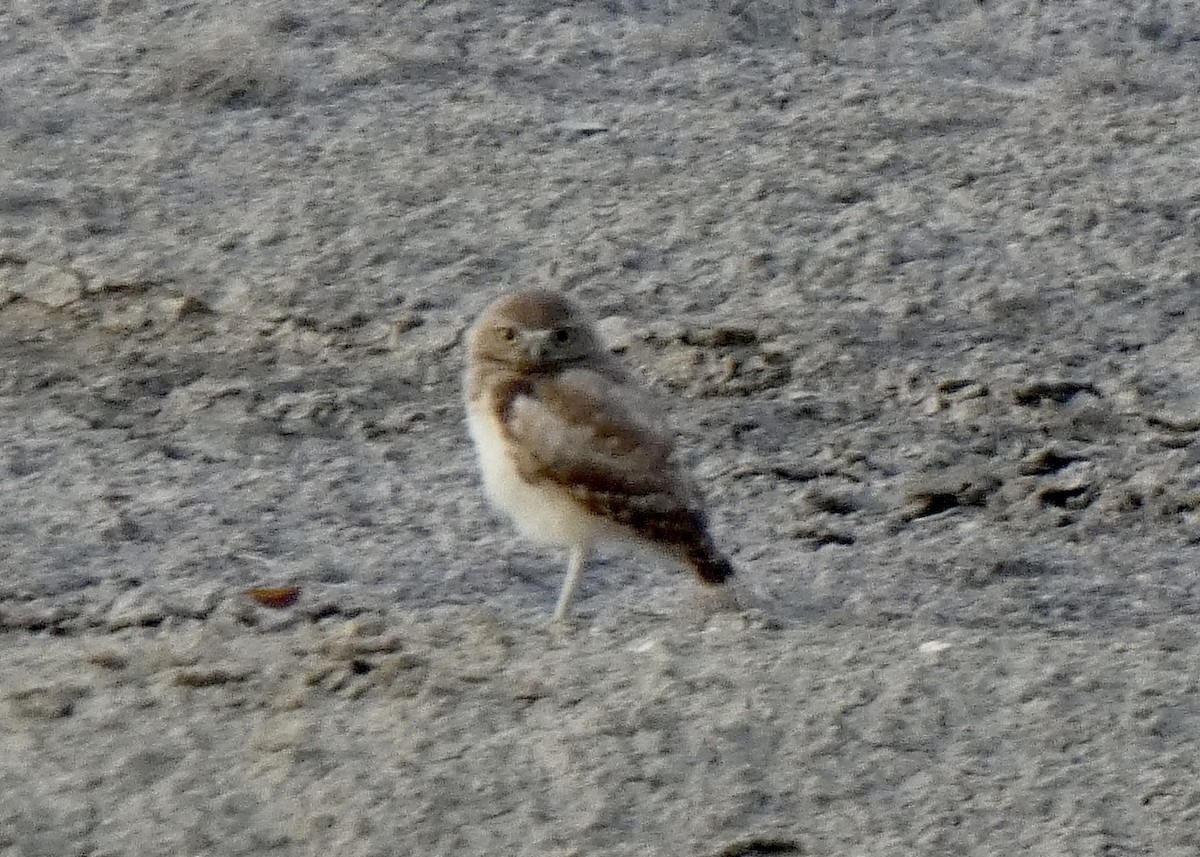 Burrowing Owl - ML639258660