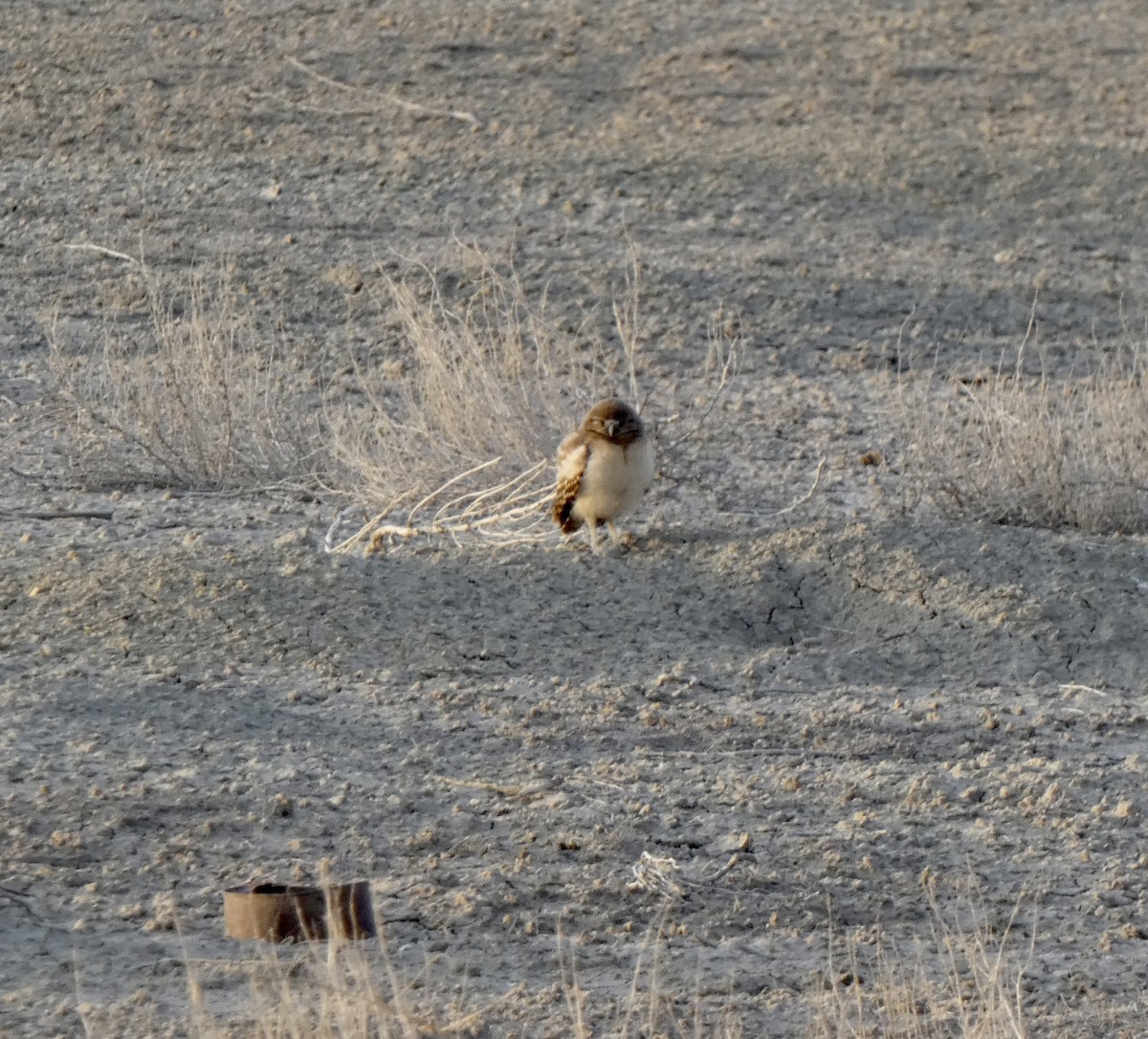 Burrowing Owl - ML639258670
