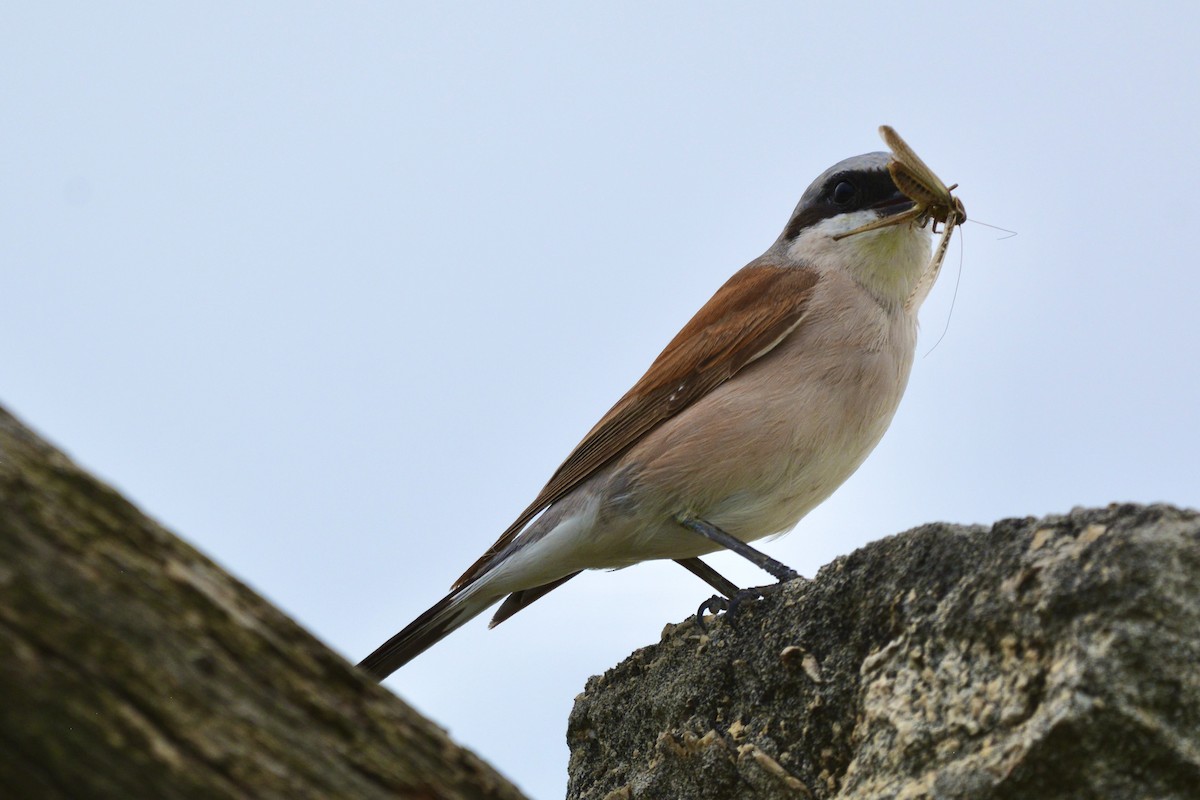 Red-backed Shrike - ML639258720