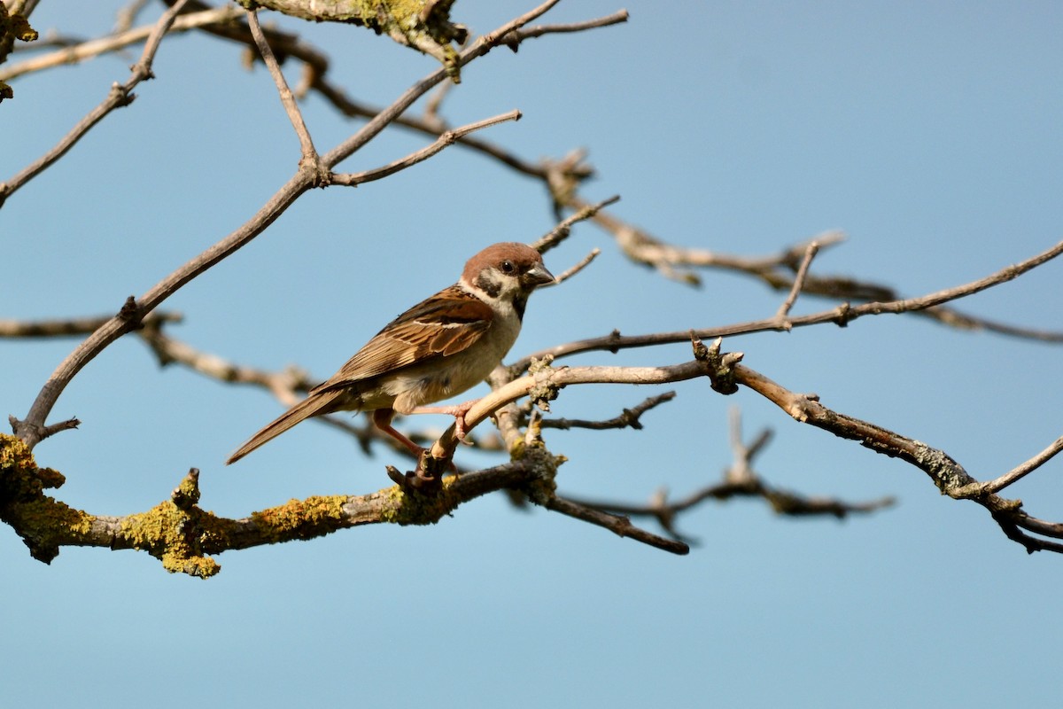 Eurasian Tree Sparrow - ML639258732