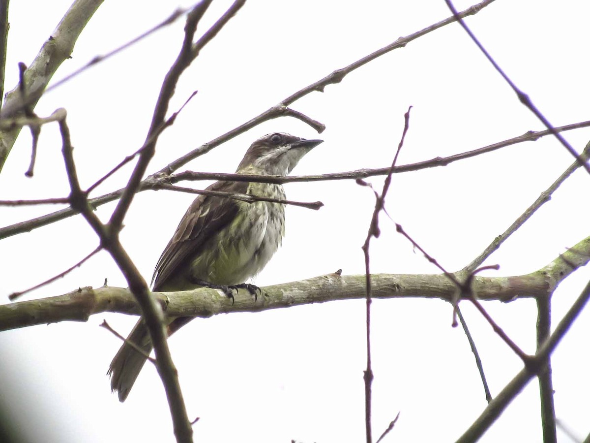 Piratic Flycatcher - ML63925881