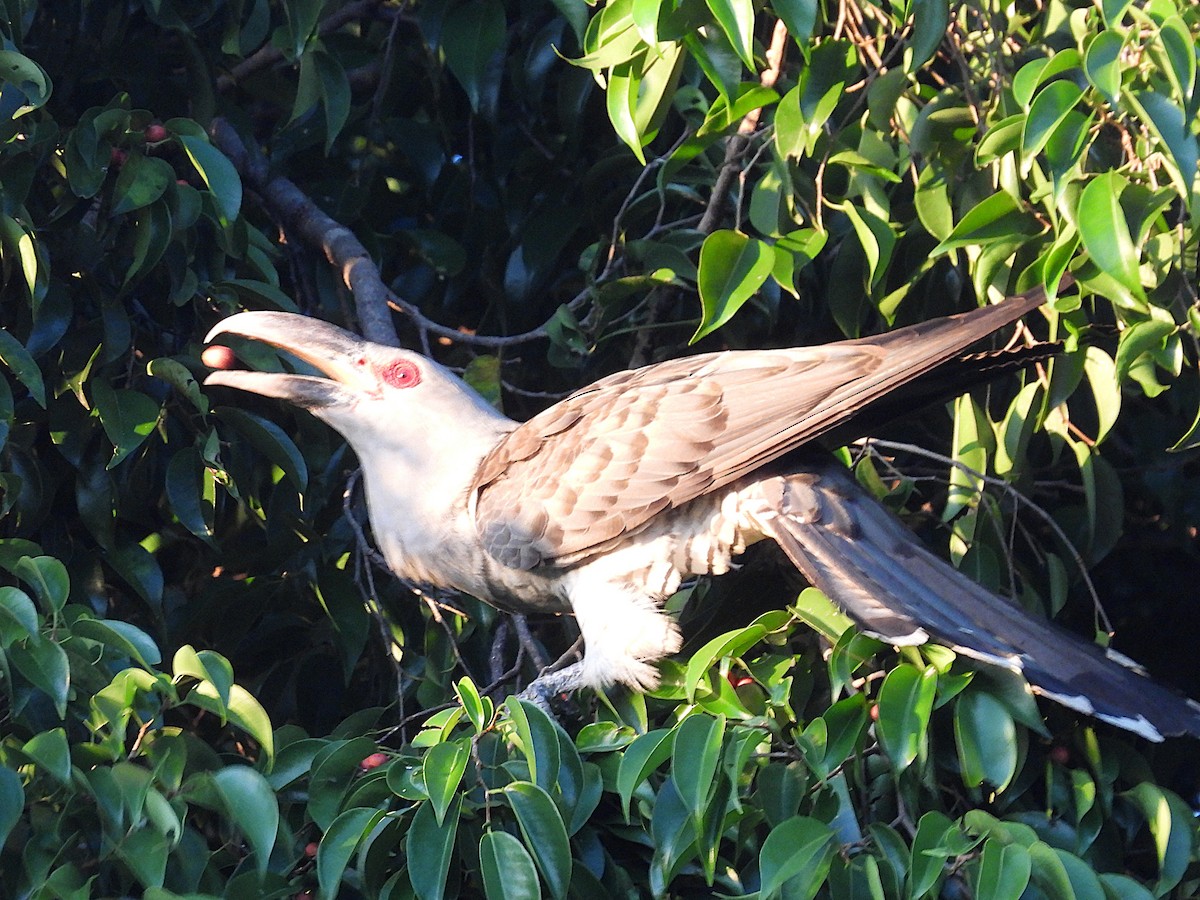 Channel-billed Cuckoo - ML639258826