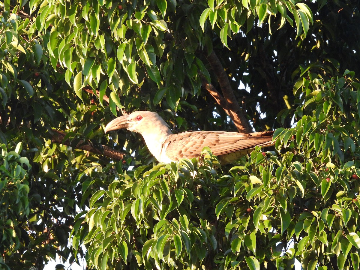 Channel-billed Cuckoo - ML639258827