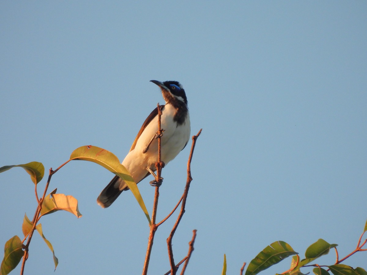 Blue-faced Honeyeater (White-quilled) - ML639258831