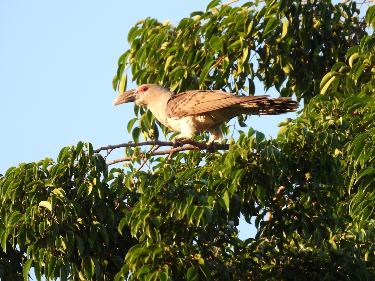 Channel-billed Cuckoo - ML639258843
