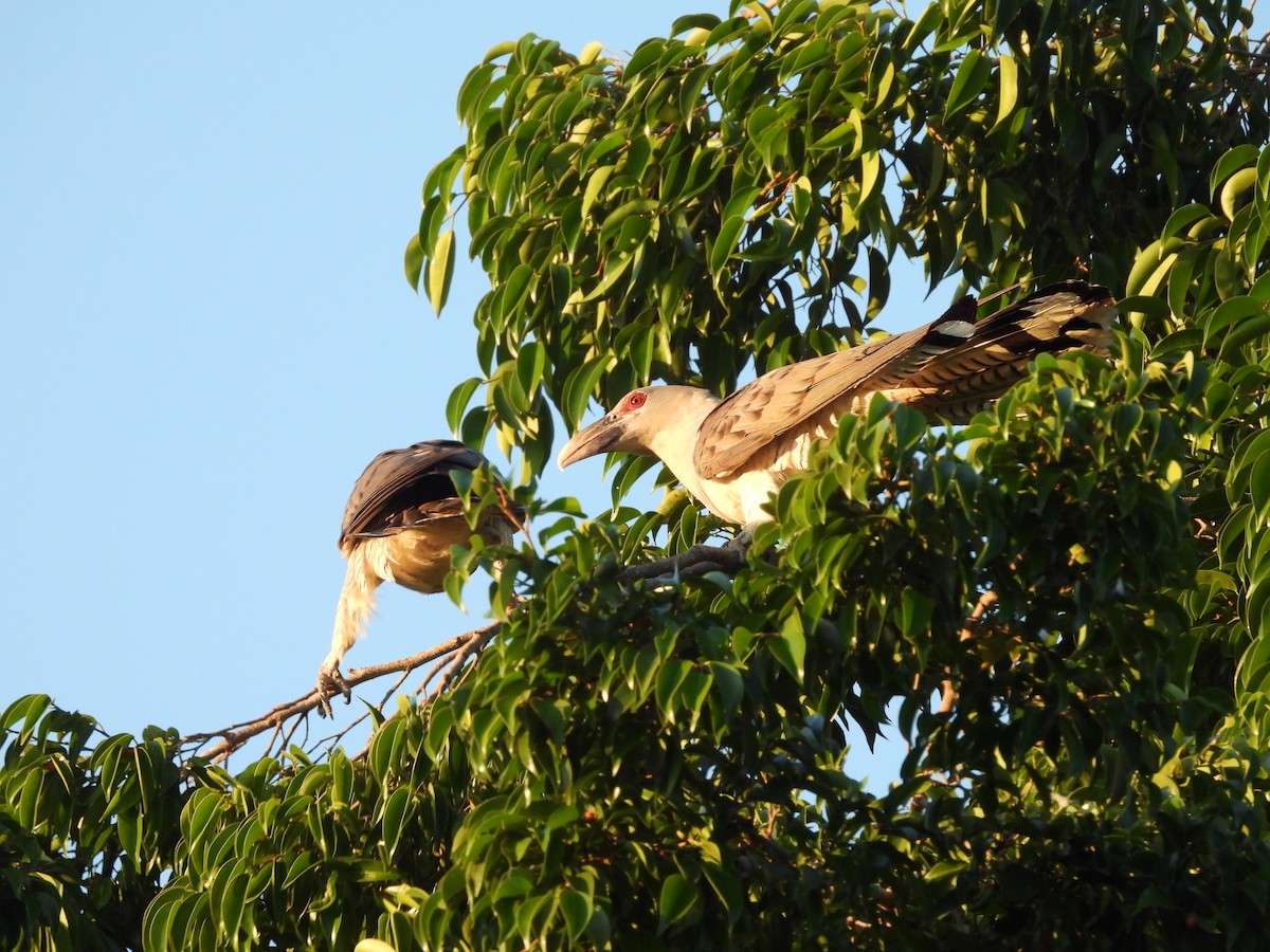 Channel-billed Cuckoo - ML639258844