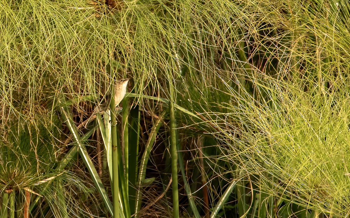 Greater Swamp Warbler - ML639258896