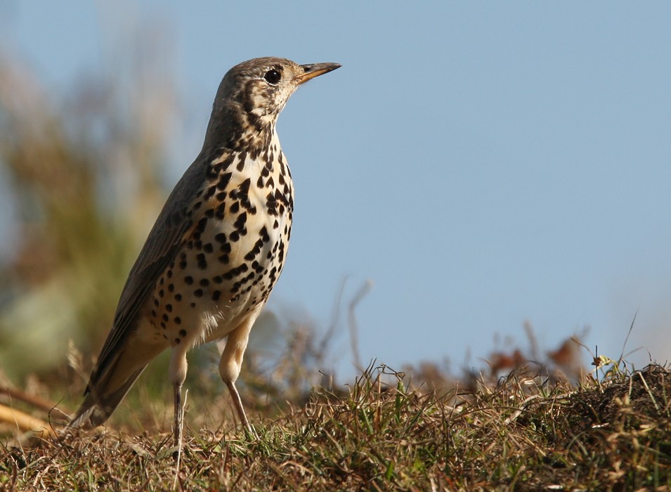 Ethiopian Thrush - ML639258902