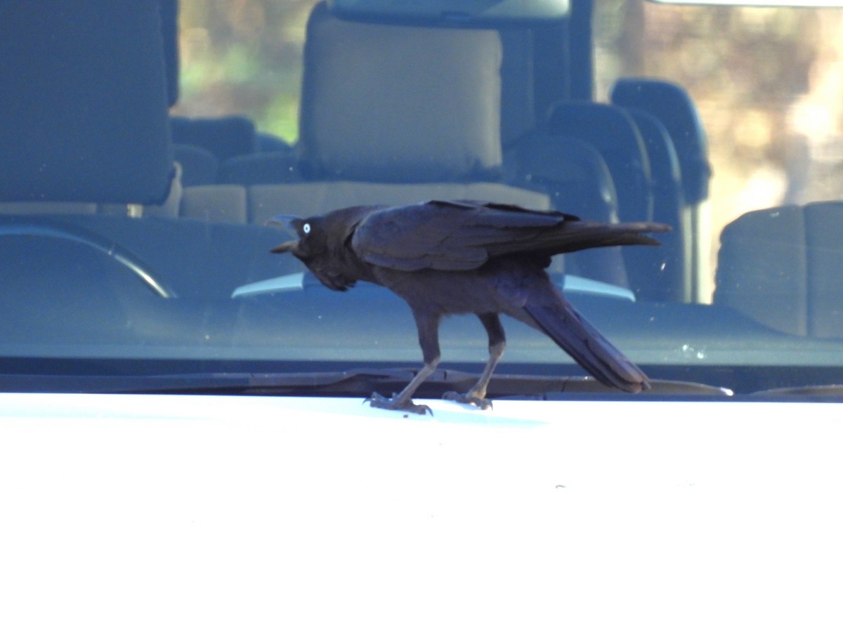 Torresian Crow - ML639258987