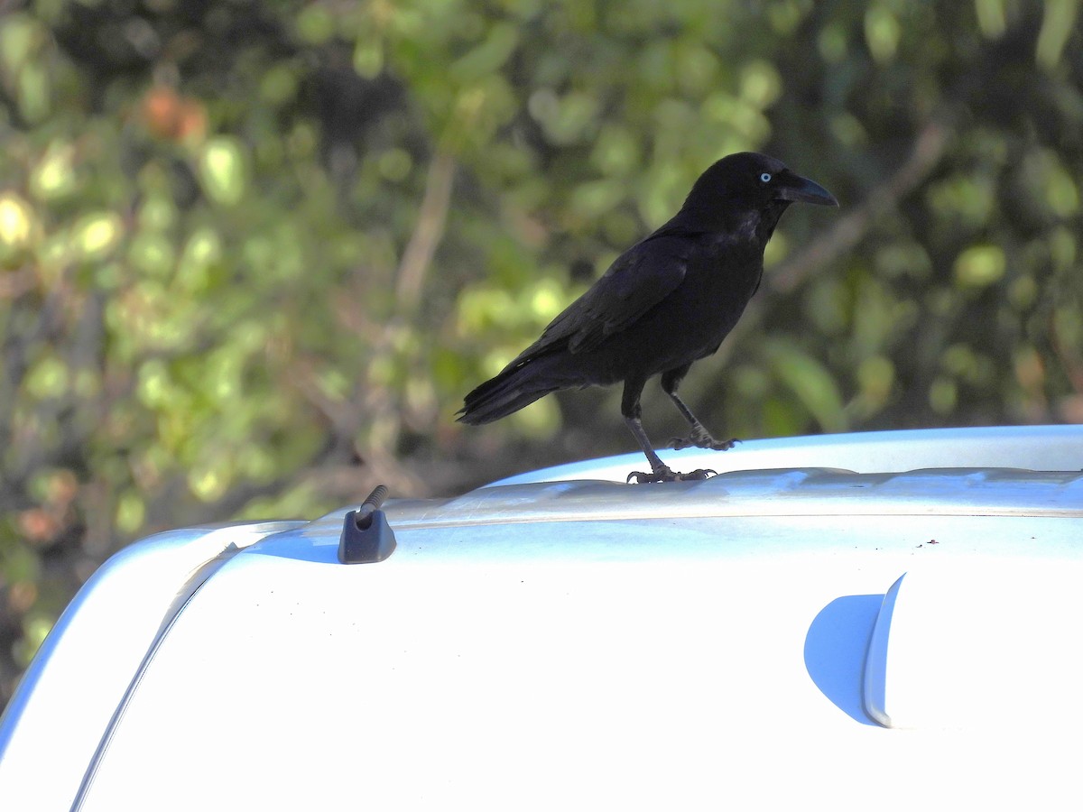 Torresian Crow - ML639258988